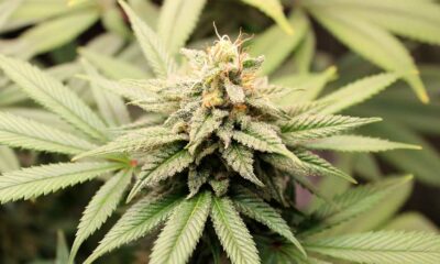 Cannabis pangenome