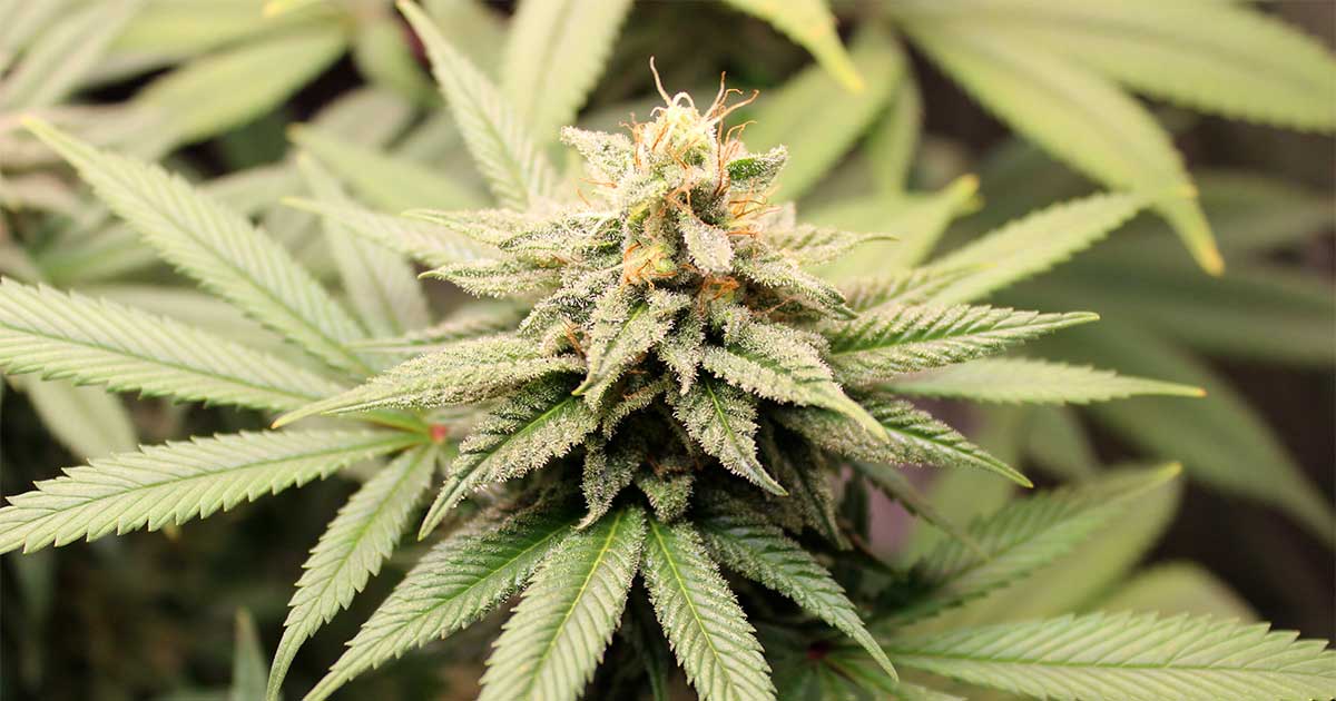 Cannabis pangenome
