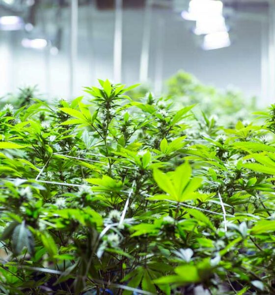 Zelfteelt van cannabis in Tsjechië