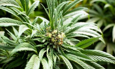 Cannabisgebruikers in Europa