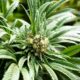 Cannabisgebruikers in Europa
