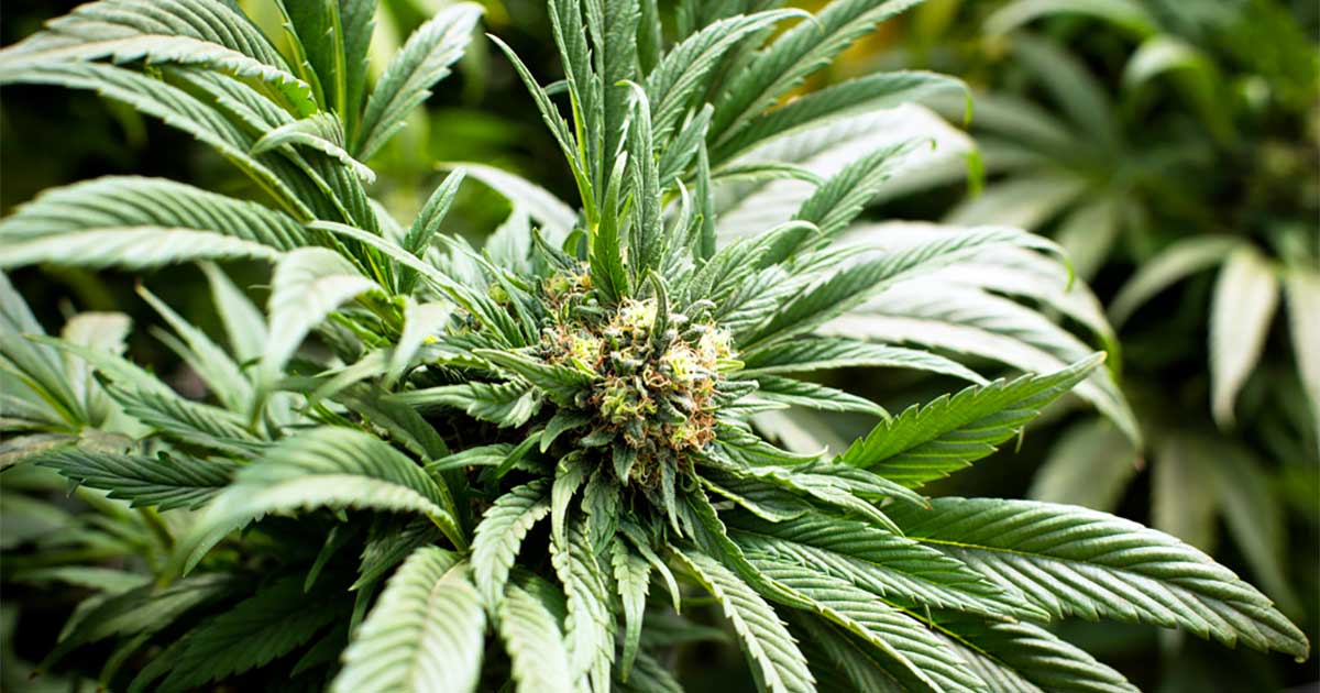 Cannabisgebruikers in Europa