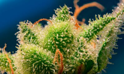 Monster Maker van Sweet Seeds