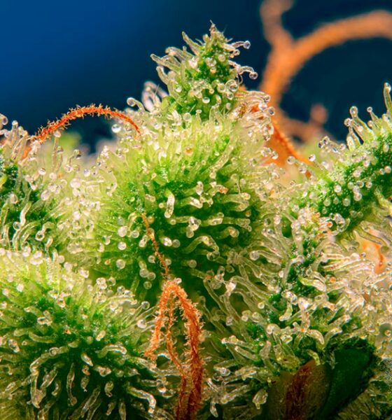 Monster Maker van Sweet Seeds