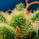 Monster Maker van Sweet Seeds