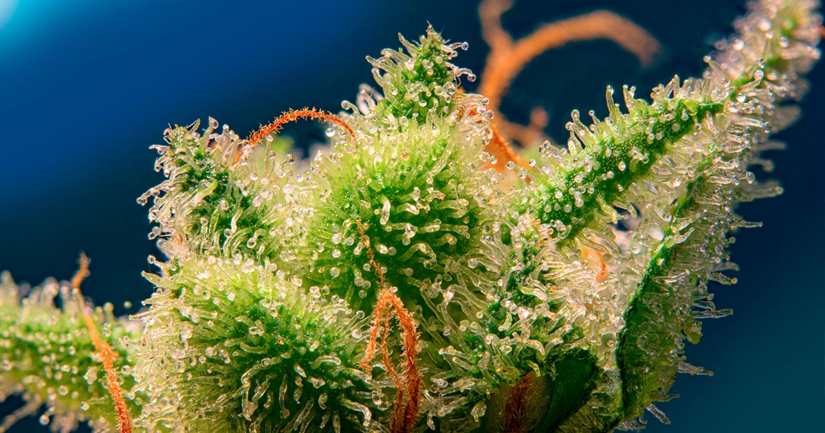 Monster Maker van Sweet Seeds