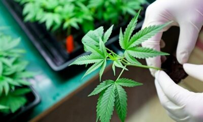 Schimmelwerende CBD en CBDV