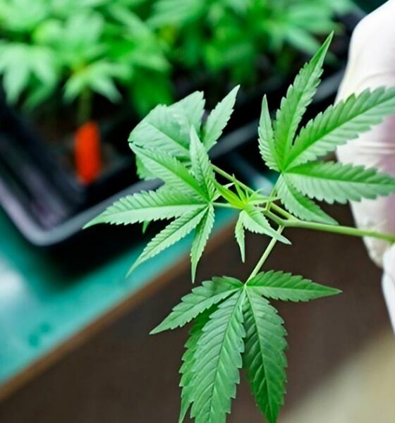 Schimmelwerende CBD en CBDV