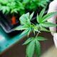 Schimmelwerende CBD en CBDV