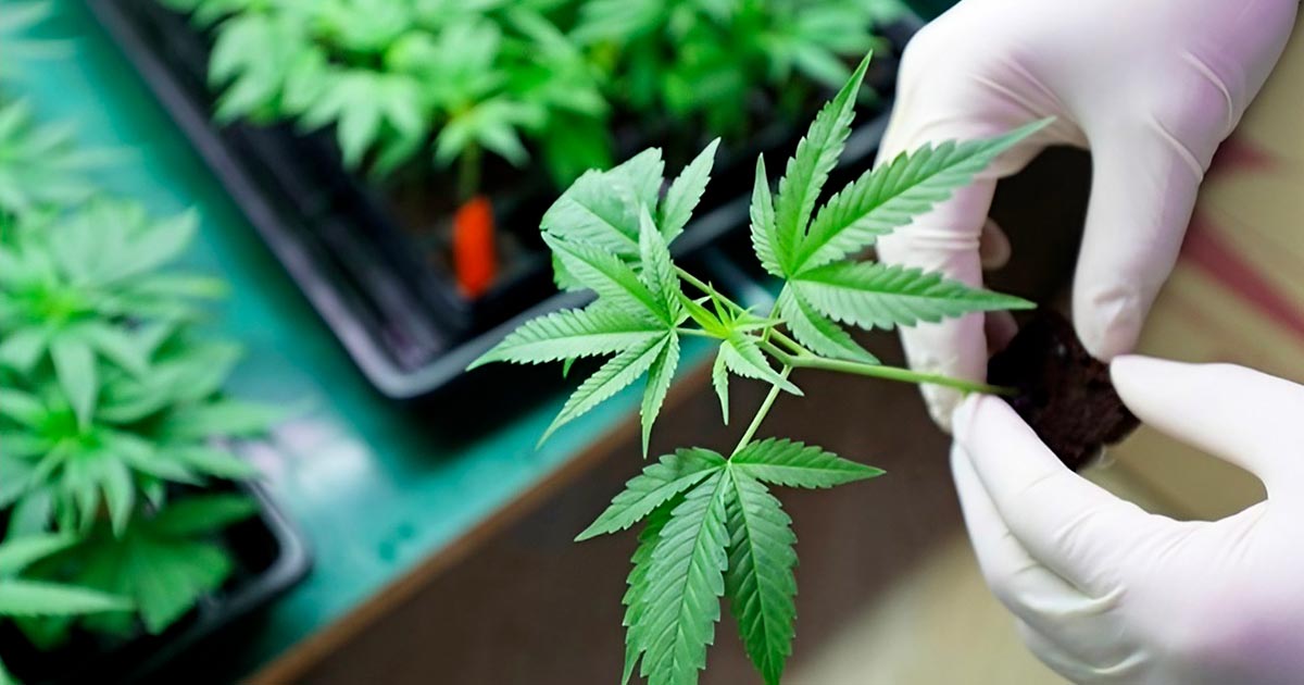 Schimmelwerende CBD en CBDV