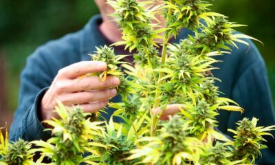 Succes van cannabislegalisering in Frankrijk