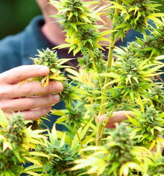 Succes van cannabislegalisering in Frankrijk