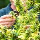 Succes van cannabislegalisering in Frankrijk