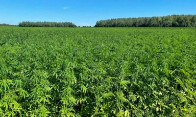 THC-limieten voor hennep in Europa