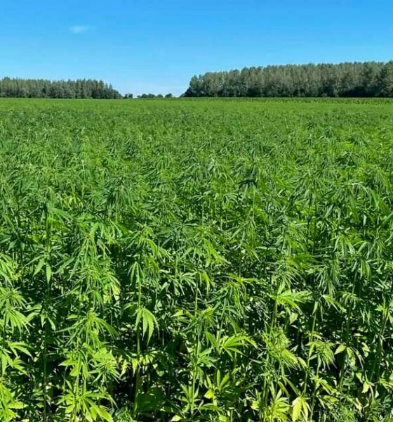 THC-limieten voor hennep in Europa