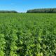 THC-limieten voor hennep in Europa