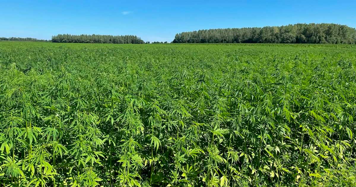 THC-limieten voor hennep in Europa