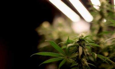 Tsjechische senaat legaliseert cannabis