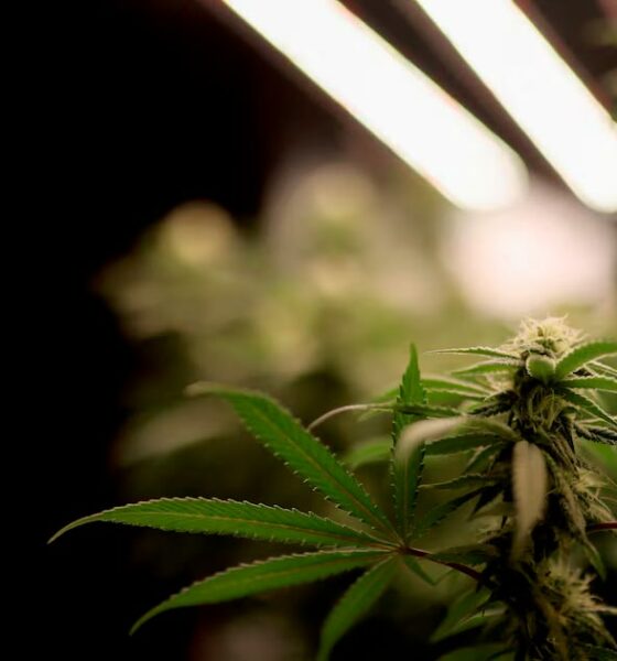 Tsjechische senaat legaliseert cannabis
