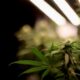 Tsjechische senaat legaliseert cannabis