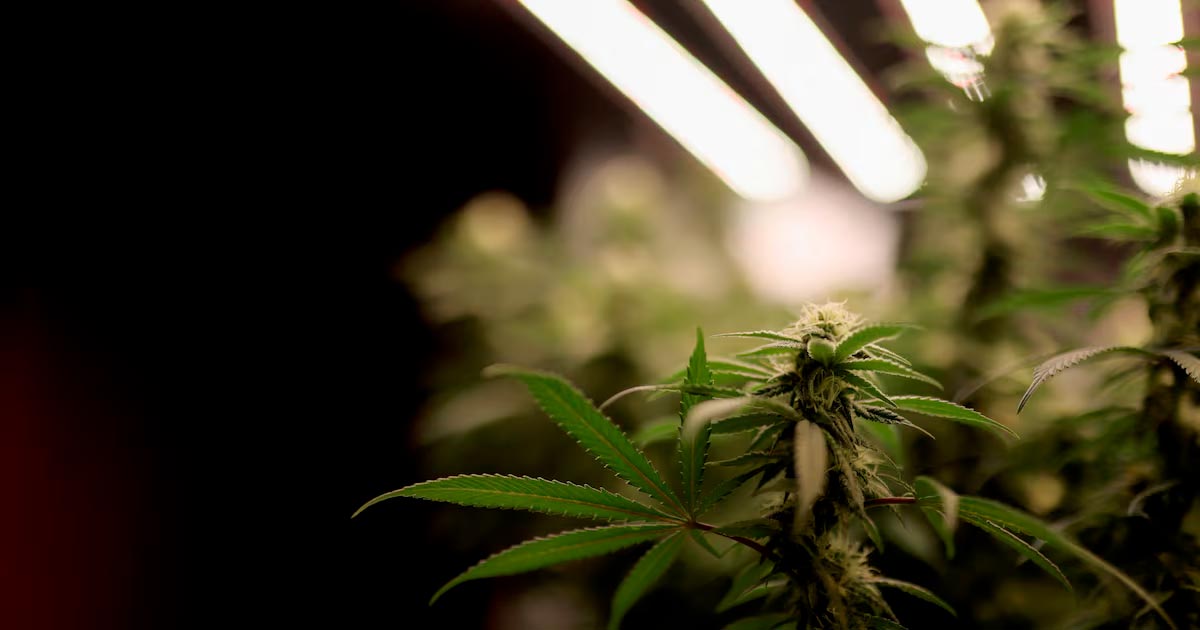 Tsjechische senaat legaliseert cannabis