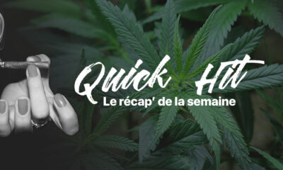 Snel nieuws cannabis