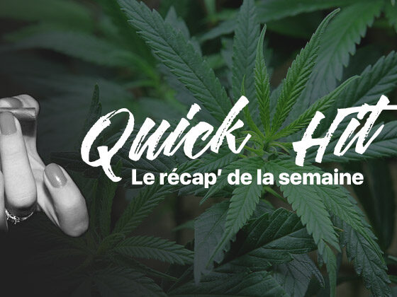 Snel nieuws cannabis