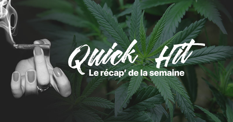 Snel nieuws cannabis