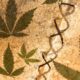 Dieudonné en cannabis