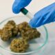Kanker bij jongeren en cannabis