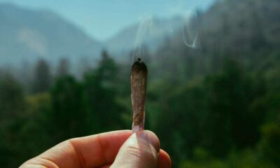 Pad en cannabis