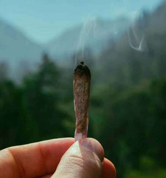 Pad en cannabis