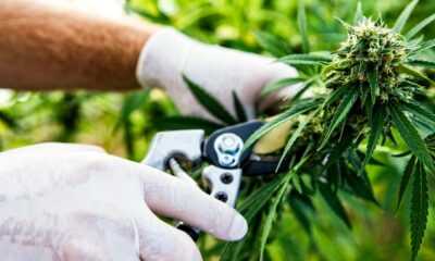 Uitvoer van cannabis naar Sri Lanka