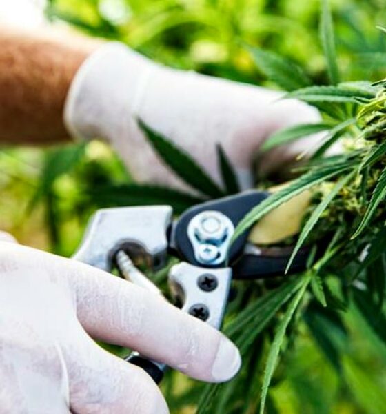 Uitvoer van cannabis naar Sri Lanka