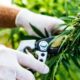 Uitvoer van cannabis naar Sri Lanka