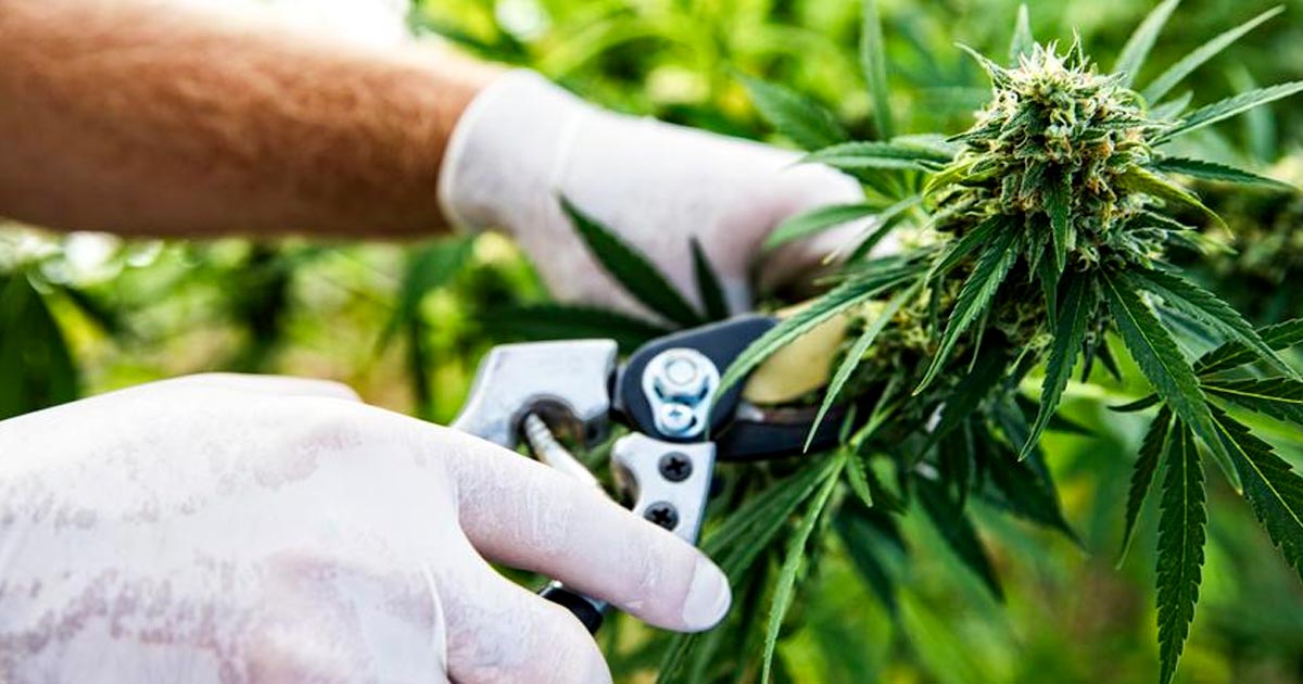 Uitvoer van cannabis naar Sri Lanka