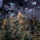 De cannabisindustrie in Canada in 2024