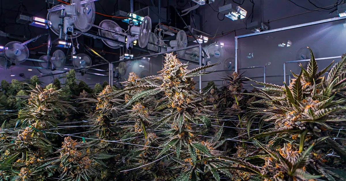 De cannabisindustrie in Canada in 2024