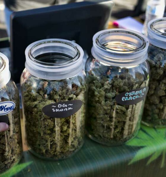 Verkoop van cannabis tijdens festivals in Calgary