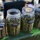 Verkoop van cannabis tijdens festivals in Calgary