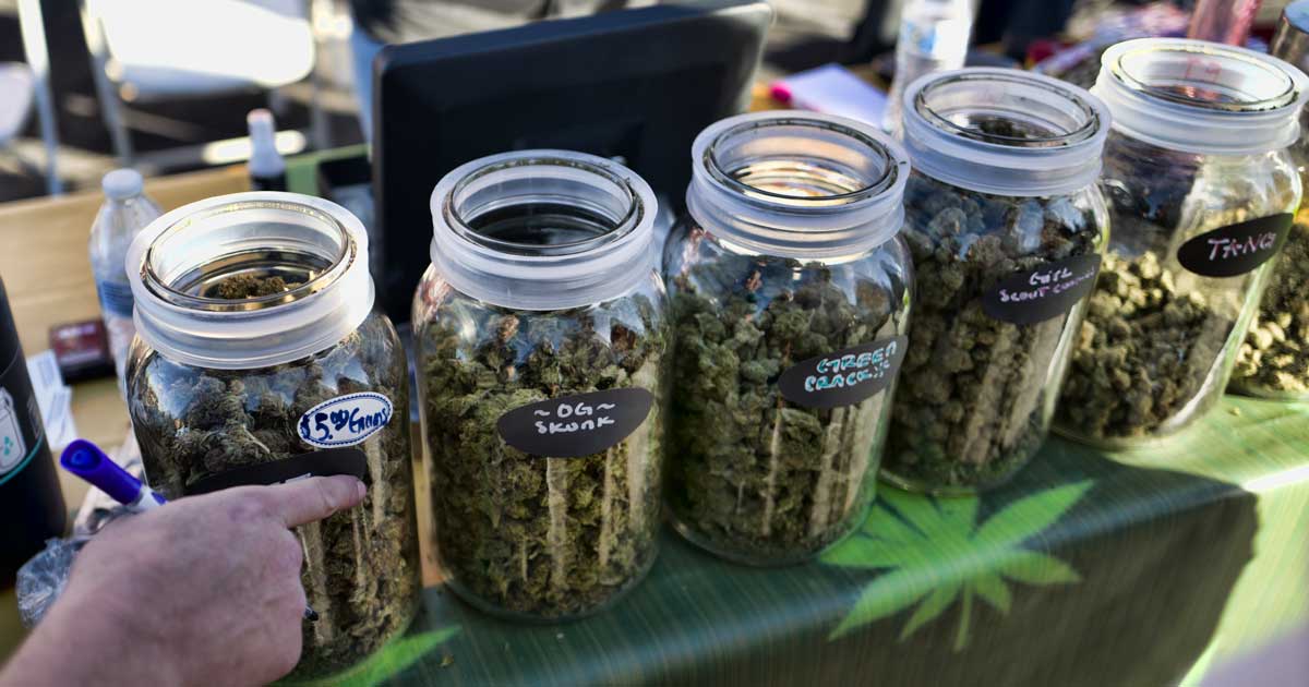 Verkoop van cannabis tijdens festivals in Calgary