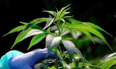Nieuwe cannabisproducten in Marokko