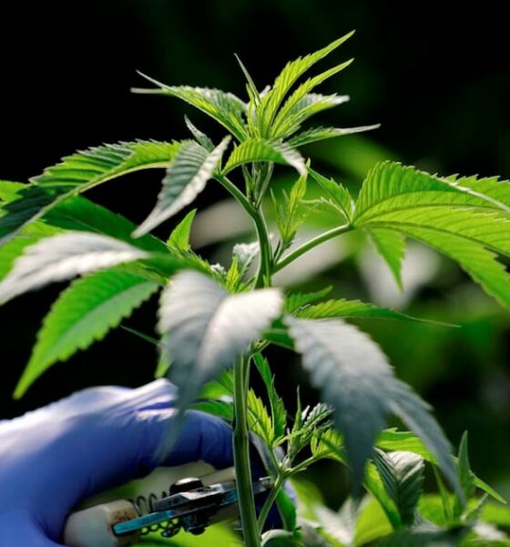 Nieuwe cannabisproducten in Marokko