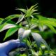 Nieuwe cannabisproducten in Marokko