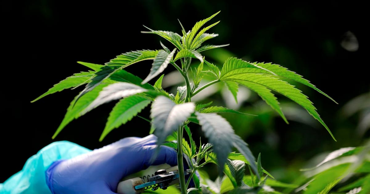 Nieuwe cannabisproducten in Marokko