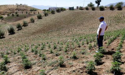 Marokko verdubbelt het areaal voor cannabisteelt