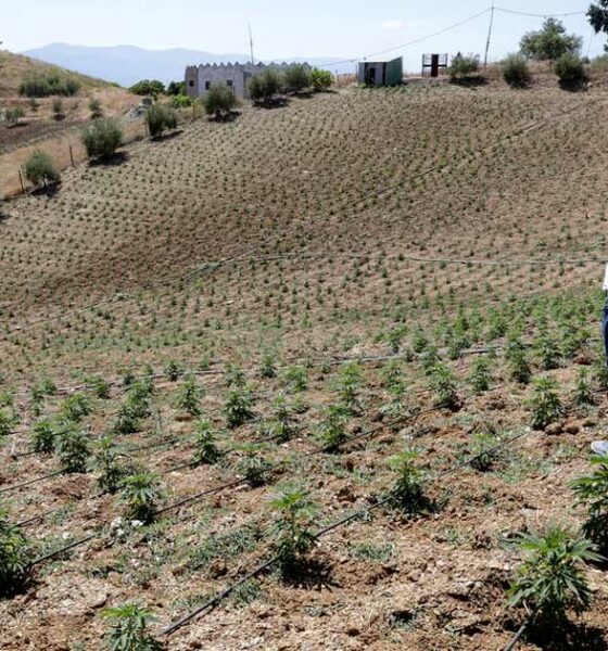 Marokko verdubbelt het areaal voor cannabisteelt