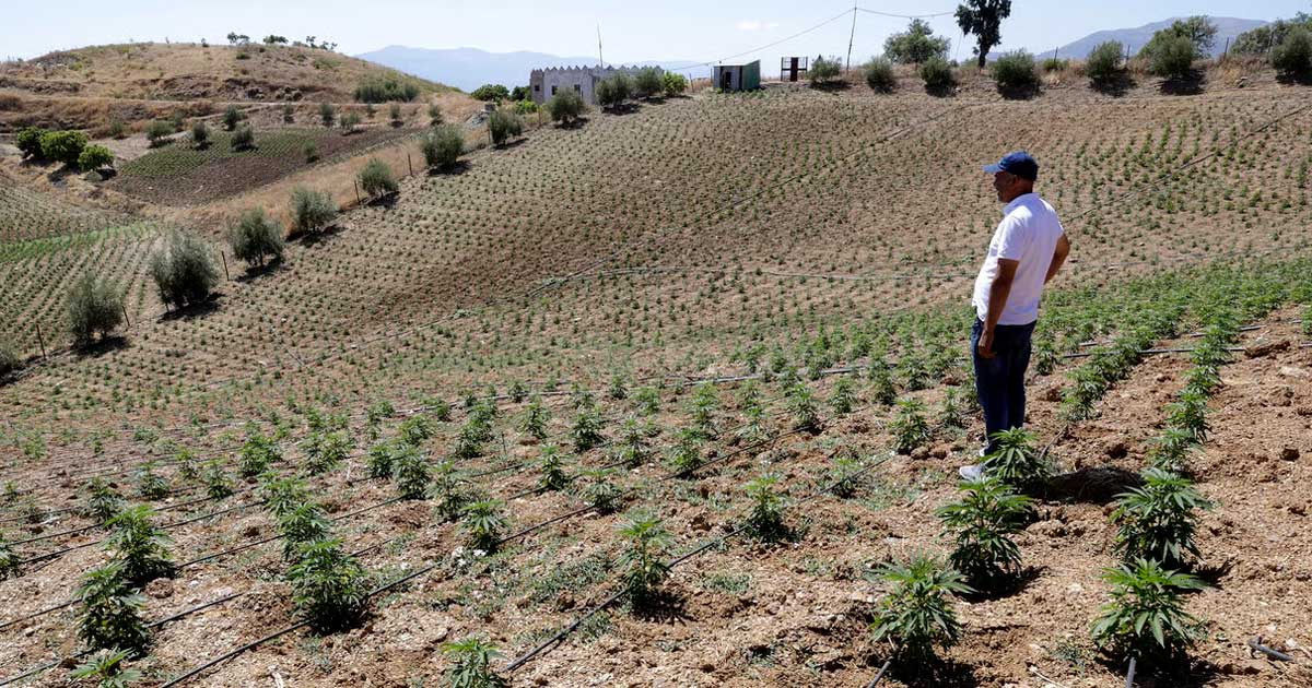 Marokko verdubbelt het areaal voor cannabisteelt