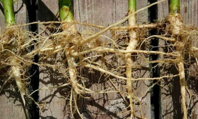 Hennepwortels tegen kanker