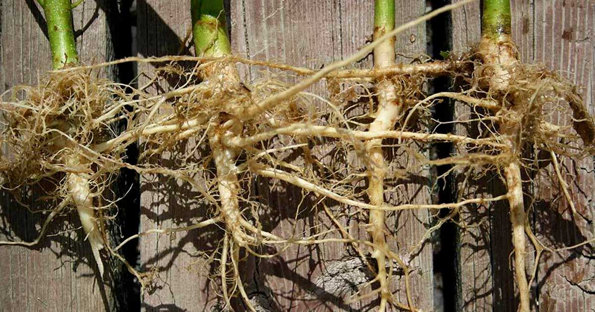 Hennepwortels tegen kanker
